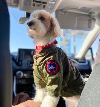 TOP GUN® DOG BOMBER JACKET