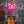 A neon light bulb with a butterfly , moon or star design illuminated in pink color, attached to a gold-colored base.